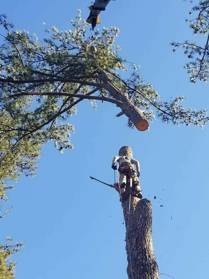 Molina's Tree Service